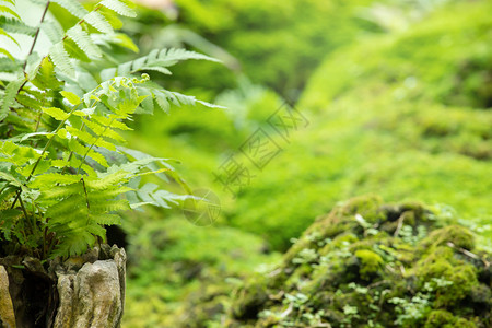 墙纸岩石上的绿藻雨林中美丽木头泰国图片