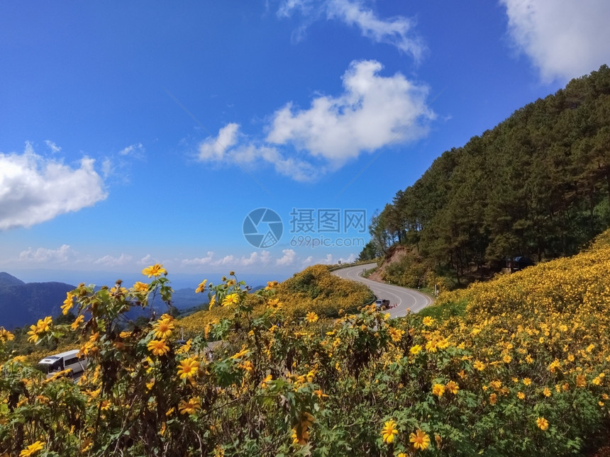 秋天美丽的墨西哥向日葵在泰国山上的路儿子图片