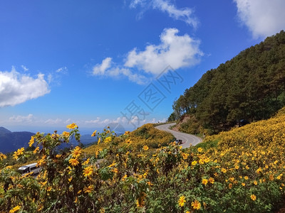 秋天美丽的墨西哥向日葵在泰国山上的路儿子图片