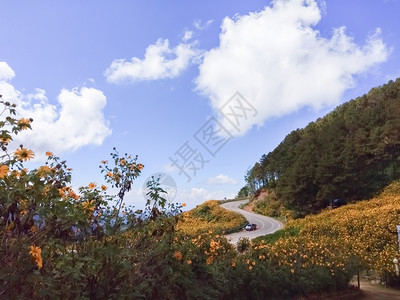 植物群天堂公园美丽的墨西哥向日葵在泰国山上的图片