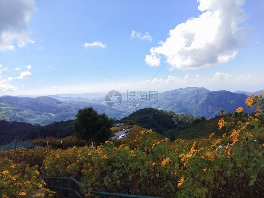 秋天花黄色的美丽墨西哥向日葵在泰国山上的图片