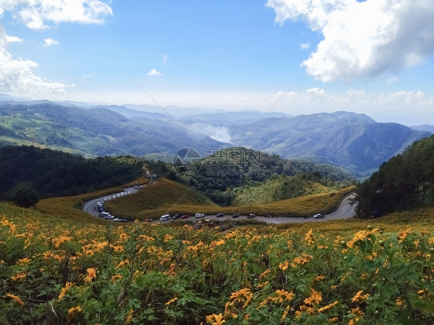 美丽的墨西哥向日葵在泰国山上的儿子冬天旅行图片