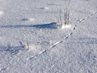 带干草和动物痕迹的雪地寒冷空场图片