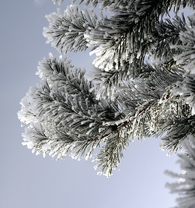 天气树叶木冰雪覆盖松枝寒冬日图片