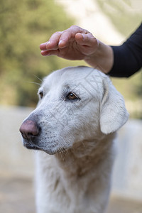 在土耳其爱一只白狗的人类手毛皮相信可爱的图片