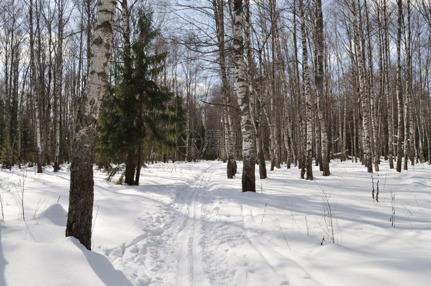 木头松树白天俄罗斯有滑雪赛道的冬季野生森林图片