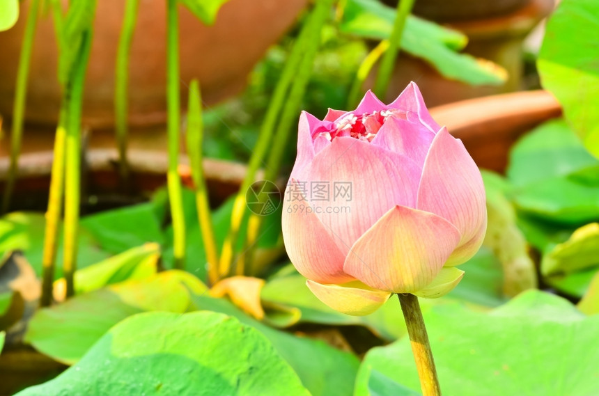 池塘里的莲花花苞图片