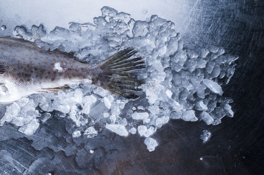 一种奢华的海鲜在钢铁桌上装饰着冰盛宴桌子稀有的图片