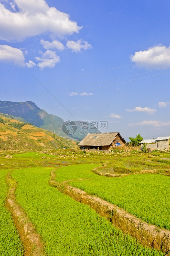 越南萨帕的青稻作物亚洲人草乡村的图片