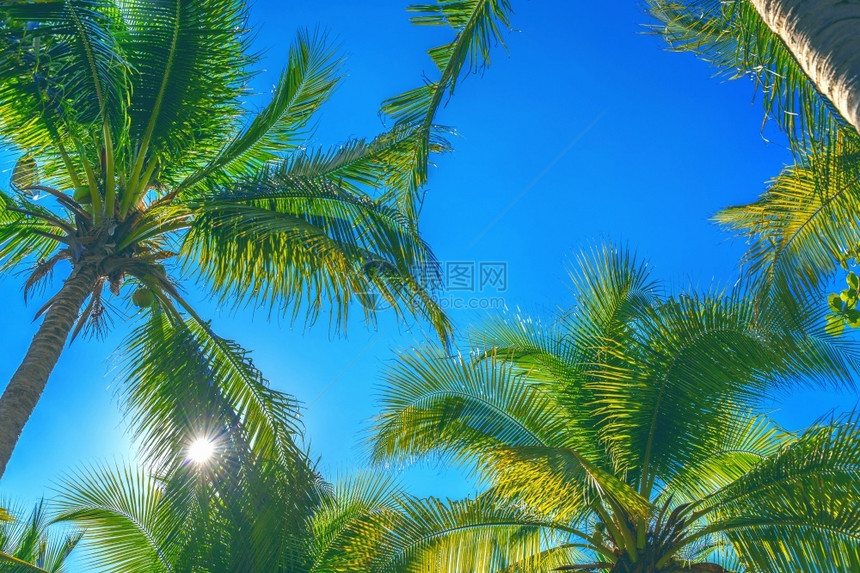 景观椰子棕榈树热带背景日出海滩图片