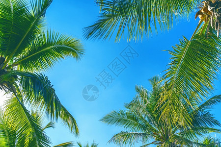 椰子棕榈树热带背景复古的加勒比海手掌图片