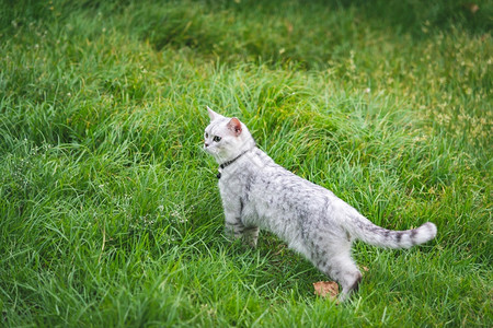 可爱猫咪在绿草地上玩耍图片