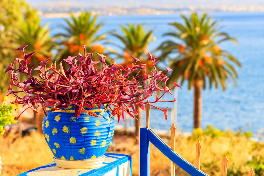 红色的美丽阳光明媚夏天在阳台建筑上盛着高棕榈树和希腊海岸湾深处的鲜红植物花朵背景之下希腊海岸的绿红植物花朵蓝色锅里有红叶子的多彩图片