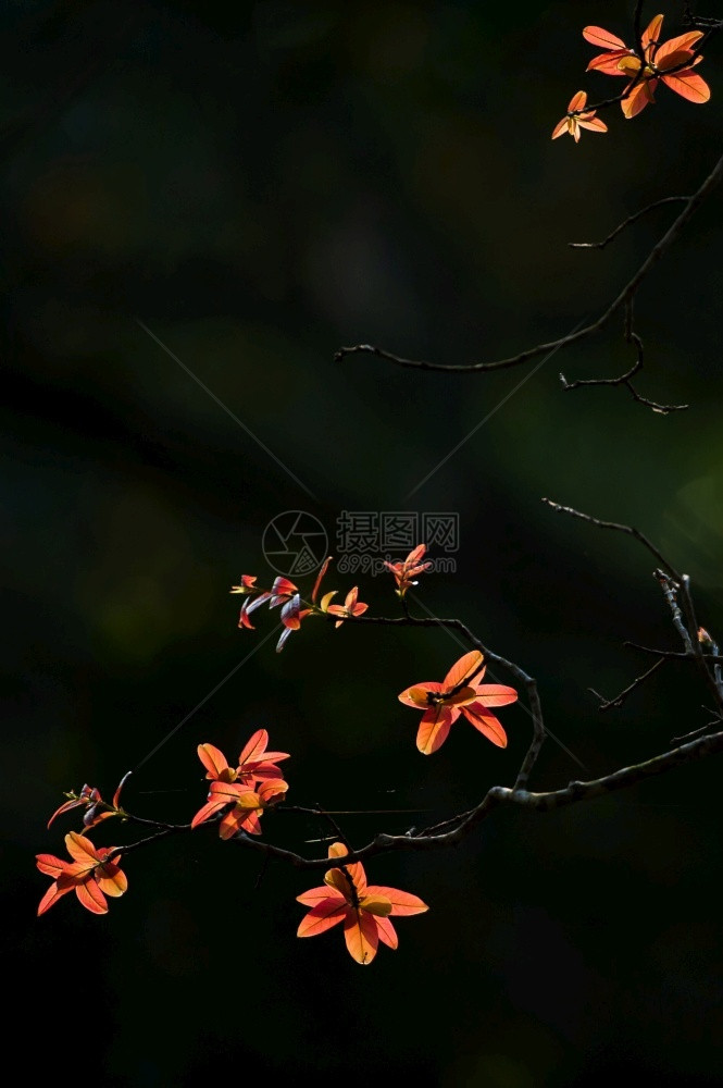 自然阳光下叶子青橙色的树枝抽象本底黑暗阴影模糊春季热带树木Silhouette关注叶子抽象的松弛图片