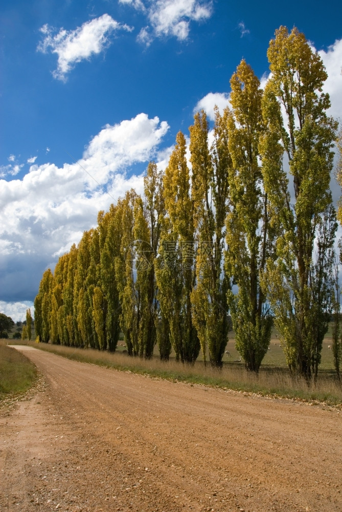 树叶西方音调澳大利亚新南威尔士州中西部地区一条乡村公路旁的一连排民谣诗人图片