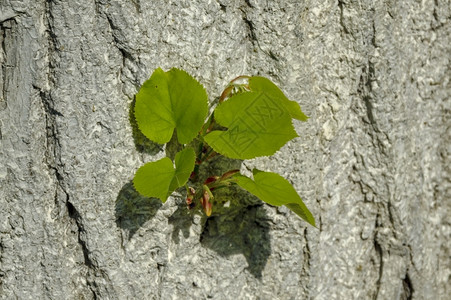 绿色新的蕊保加利亚卢多戈里林登树石灰皮上新芽枝的背景图片