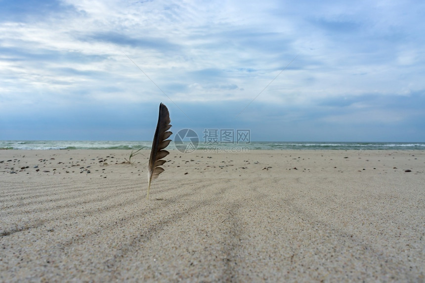 阴影远足海岸上的鸟羽沙岸荒野图片