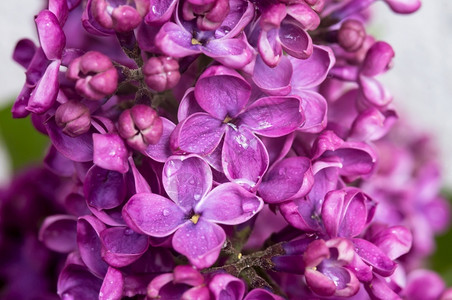 美丽滴在花朵上丁香特写紫特写花紫色朵滴在上叶子衬套图片