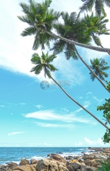 旅行印度人绿松石热带岩海滩包括椰子棕榈树沙滩和海洋Tangalle岛斯里兰卡南部省亚洲图片