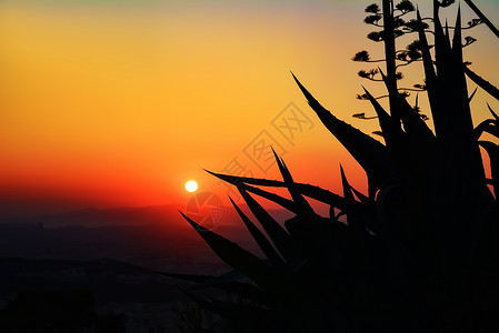 王冠剪影夕阳背景下的热带植物黑色剪影夕阳背景下的热带植物黑色剪影太阳云颜背景