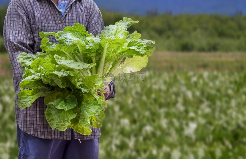 有机的乡村成人关注亚洲农民手中新鲜绿色生菜的焦点农村有机场背景模糊其有机农作背景模糊图片