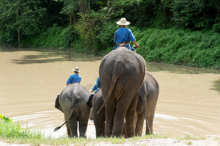 自然森林徒步旅行大象村的和胜地在泰国北部的丛林中漫步大象远足图片