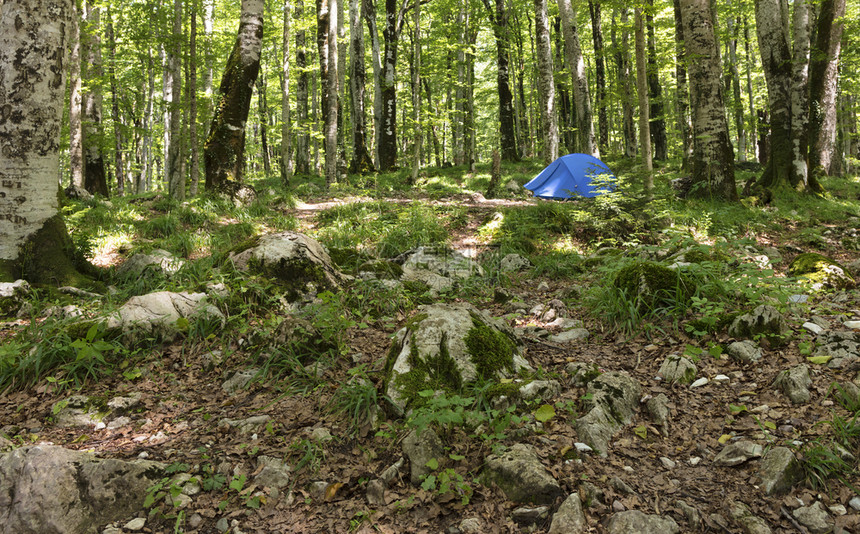 照亮阳光耀着明亮的绿树林和蓝色旅游帐篷蓝色旅游帐篷位于明亮的绿色森林中自然全景图片