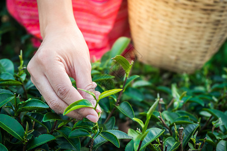 乡村的收成农场早上在山握着青绿茶叶的女子手与日光农林植树种园一道背景图片