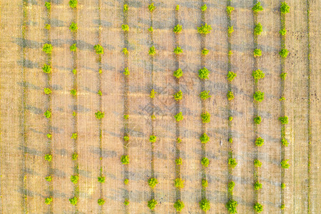 空中摄影年轻绿树的顶端景色农业田耕种土地有机的农田树木图片