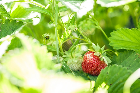 美味的有机植物果园草莓在阳光明媚的日子里在夏花园的灌木丛上草莓图片