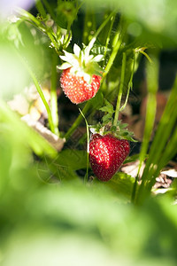 农场收成季节果园的草莓在阳光明媚的日子里在夏花园的灌木丛上草莓图片