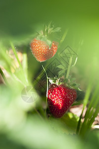 甜的果园草莓在阳光明媚的日子里在夏花园的灌木丛上草莓浆果成熟图片