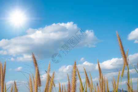 蓝色的插图特林Desho草地有美丽的蓝天空白云和阳光背景全图片