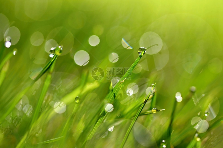 新鲜草地生长春初自然在青草绿色概念和抽象的多彩背景中沉积图片