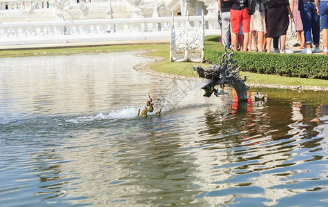 在泰国寺庙喷洒水的Naga雕像湖户外绿色背景图片