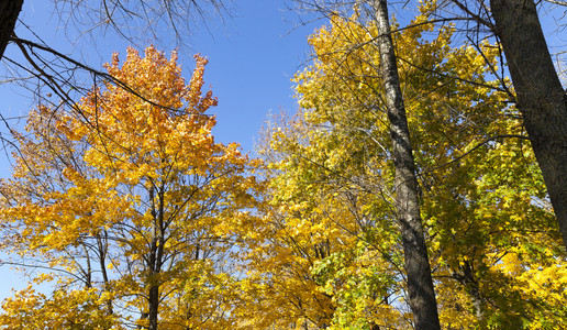 枫树乡村的外部秋公园黄色和橙温暖的天气以及秋芒树图片