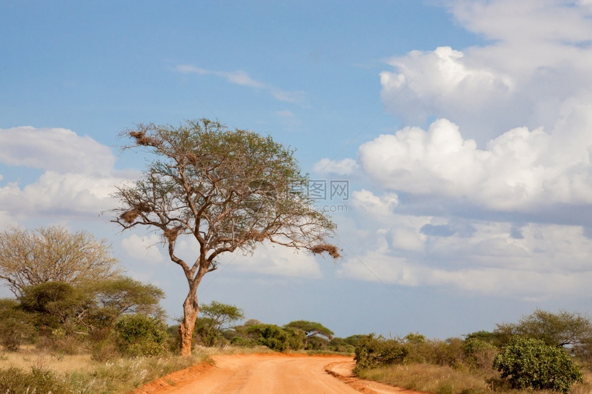 一种户外大树在路上红土和蓝天空与一些乌云有大树在路上红土与大树在路上木头图片