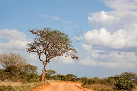 一种户外大树在路上红土和蓝天空与一些乌云有大树在路上红土与大树在路上木头图片