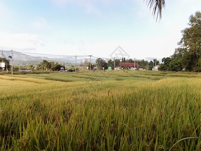 泰国农村美丽的稻田泰国农村的美丽稻田场环境树图片