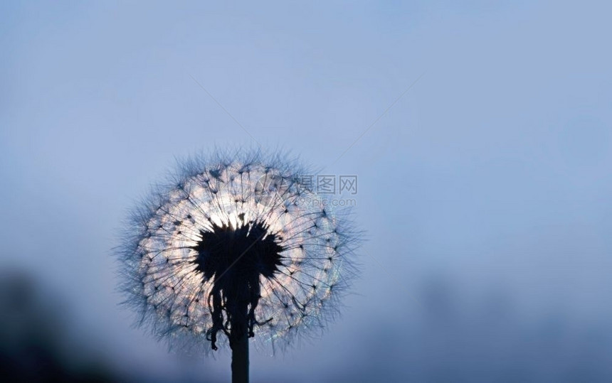 月光下的花朵户外植物群草地图片