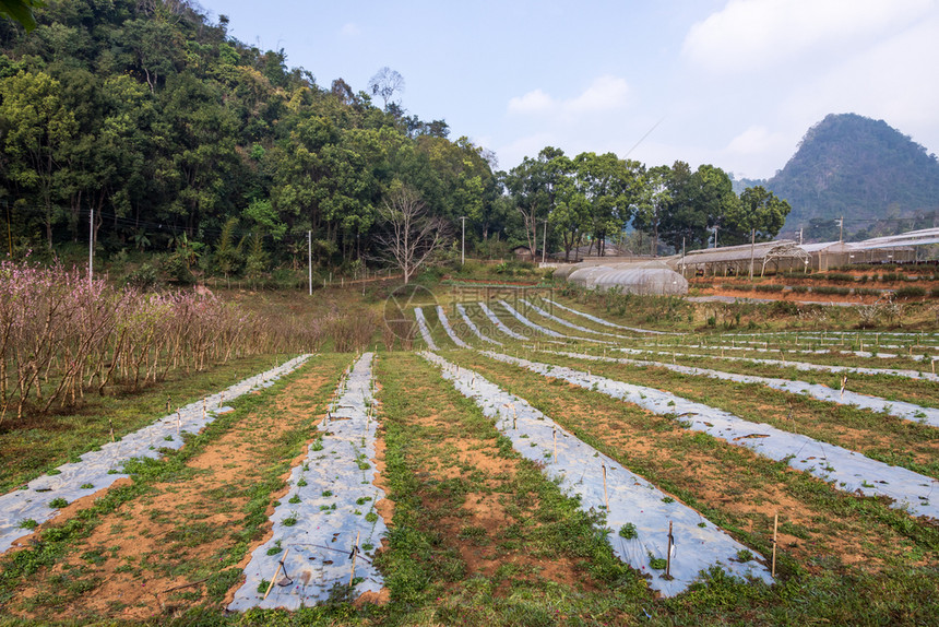 宁静农场高山有机庄的蔬菜种植地阴谋图片