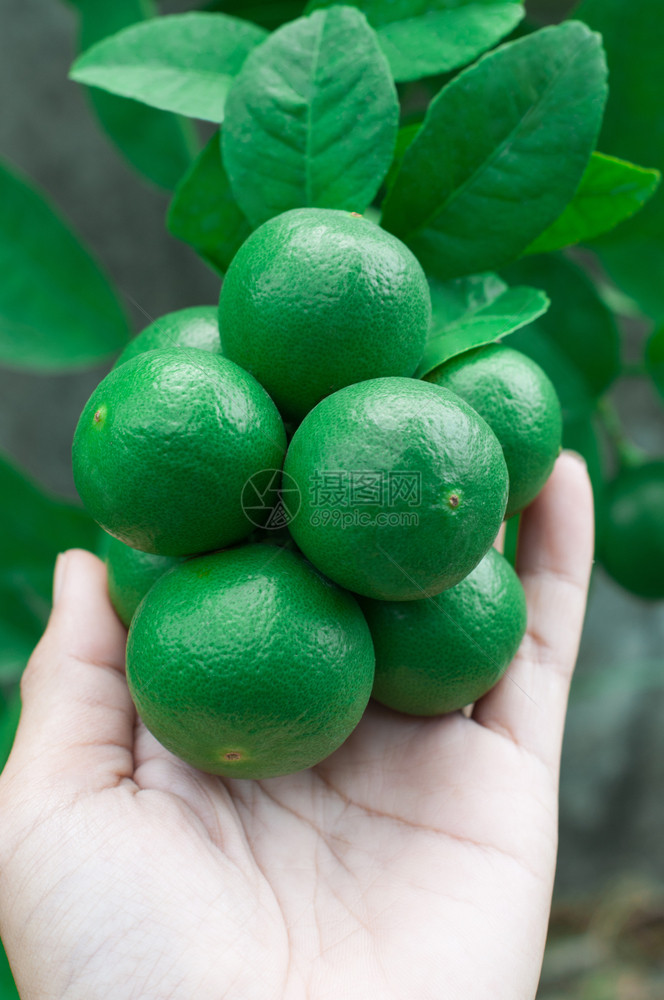 饮食农民手上的绿色新鲜柠檬水果自然酸的图片
