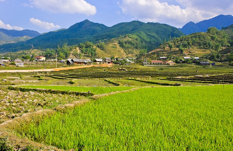 越南山背靠的青稻作物谷田农图片