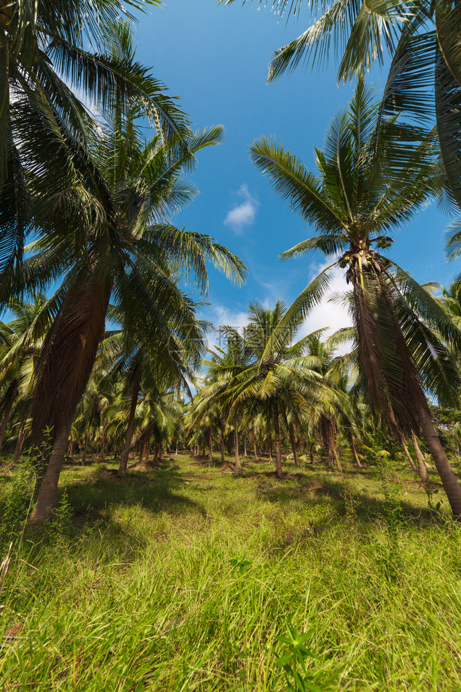 椰子棕榈树视角图美丽的绿色季节图片