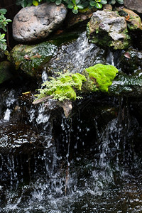 宁静费尔恩斯在瀑布的岩石上沸腾杂草又小苔藓接触图片