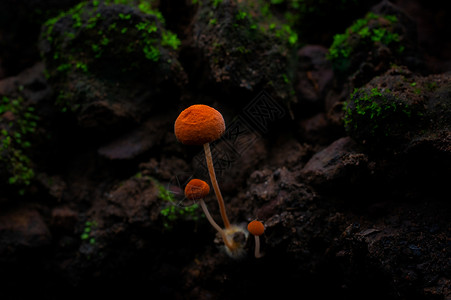 森林蘑菇场景夏季食用橙蘑菇黄生态旅游活动采蘑菇野森林农村环境食物图片