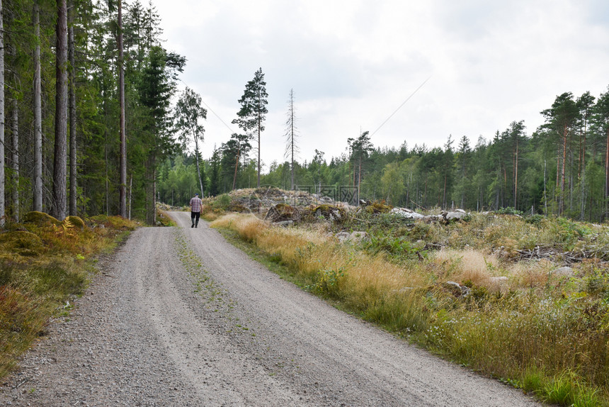 绿色瑞典人走在碎石路上穿过美丽的金银森林针叶图片
