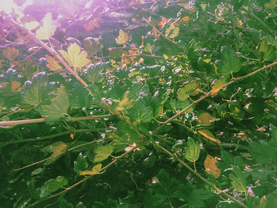 自然一种团体春天阳光明媚的日落中Ovary鹅莓在成熟期绿树叶丛中在阳光明媚的白天有果子和绿色背景的果子分行图片