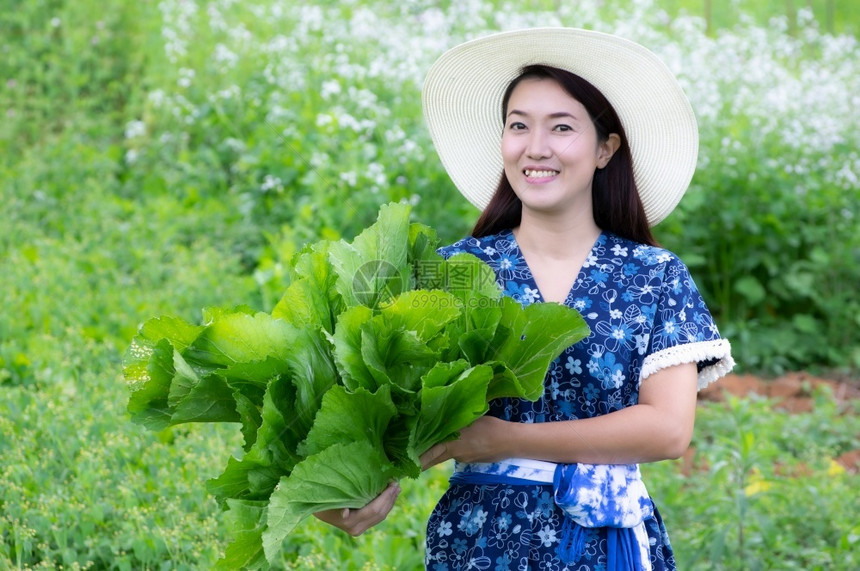 农业收成年轻夫喜欢在园艺中采摘新鲜有机生菜耕作生菜饮食图片