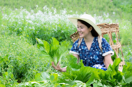 园丁施伦普夫健康营养农场年轻夫喜欢在园艺中采摘新鲜有机生菜耕作生菜背景